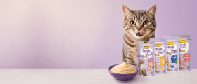 GimCat