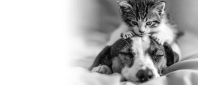 Royal Canin