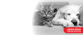 Royal Canin