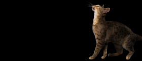 Purina Pro Plan