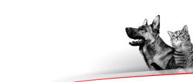 Royal Canin barībai līdz -40 %