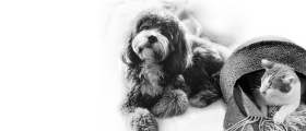 Royal Canin