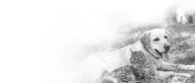 Royal Canin