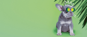 Veterinārā barība