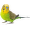 Prodej malých papoušků