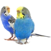 Andulky