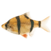 Prodej kaprovitých ryb