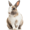 Králíci
