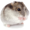 Křečci a křečíci