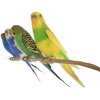 Malé papagáje