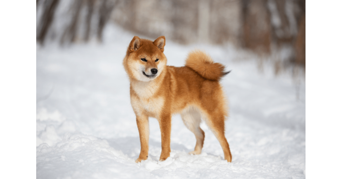 Shiba inu | Super zoo