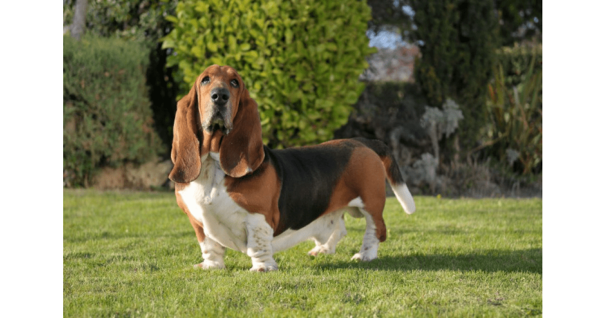 Baset | Super zoo