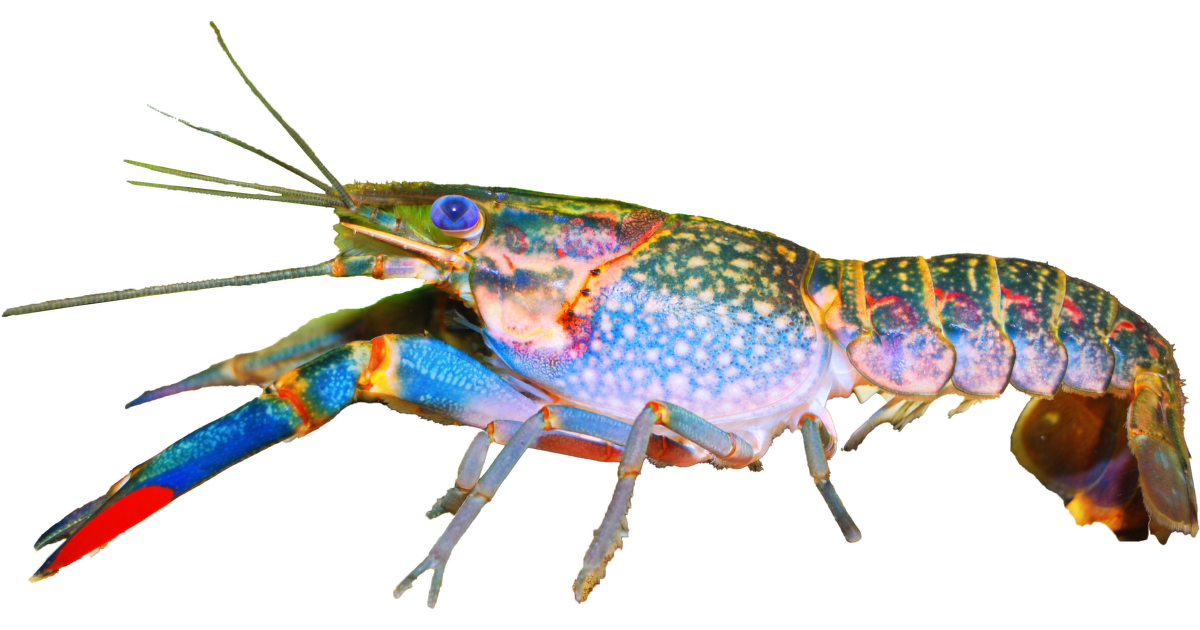 Živé zviera Rak modrý – Cherax quadricarinatus | Super zoo