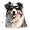 Brýle M-Pets Trailblazer pro psy