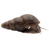 Šnek Brotia Herculea – Brotia Herculea