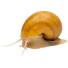 Slimák Ampullaria – Ampullaria australis Colour