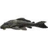 Prísavník Special L – Pleco Special