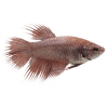 Bojovnice pestrá samice - Betta splendens female