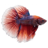 Bojovnice pestrá samec - Betta splendens male