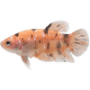 Bojovnica pestrá samica - Betta splendens special