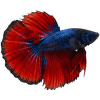 Bojovnica pestrá samec Colour - Betta splendens Colour