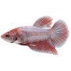 Bojovnica pestrá samica - Betta splendens Colour