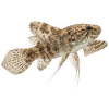 Motýlkovec africký - Pantodon buchholzi