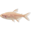 Tetra kopijovitá albín – Hemigrammus caudovittatus albin