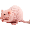 Potkan NUNU - Rattus norvegicus NUNU