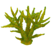 Dekors akvārijam - Aqua Excellent Sea Coral, Soft Green, 16 x 12,5 x 13,5 cm