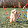Аджилити препятствия для собак – TRIXIE Dog Activity Agility Slalom, 12 шт., Blue/Orange