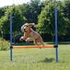 Аджилити препятствие для собак – TRIXIE Dog Activity Agility Hurdle, 123 x 115 см, Blue/Orange
