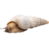 Šnek Brotia Herculea – Brotia Herculea