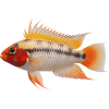 Cichlidka kakadu Colour – Apistogramma var. Colour