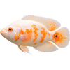 Vrubozubec paví albín - Astronotus ocellatus albino