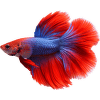Bojovnice pestrá samec - Betta splendens Colour