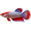 Bojovnice pestrá samice - Betta splendens Colour