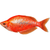 Duhovka lososová – Glossolepis incisus
