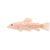 Pancéřníček kropenatý albín XL – Hoplosternum thoracatum albin