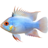 Cichlidka Ramirezova Colour – Mikrogeophagus ramirezi Colour