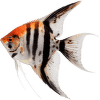 Skalára amazonská – Pterophyllum scalare Special