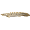 Bichir senegalský – Polypterus senegalus