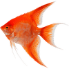 Skalára amazonská XL Colour – Pterophyllum scalare var. Colour XL