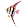 Skalára vysoká XL – Pterophyllum altum XL