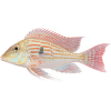 Perleťovka – Geophagus sp.