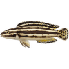 Africká cichlida Tanganika M