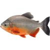 Piraňa rostlinožravá – Colossoma brachypomum