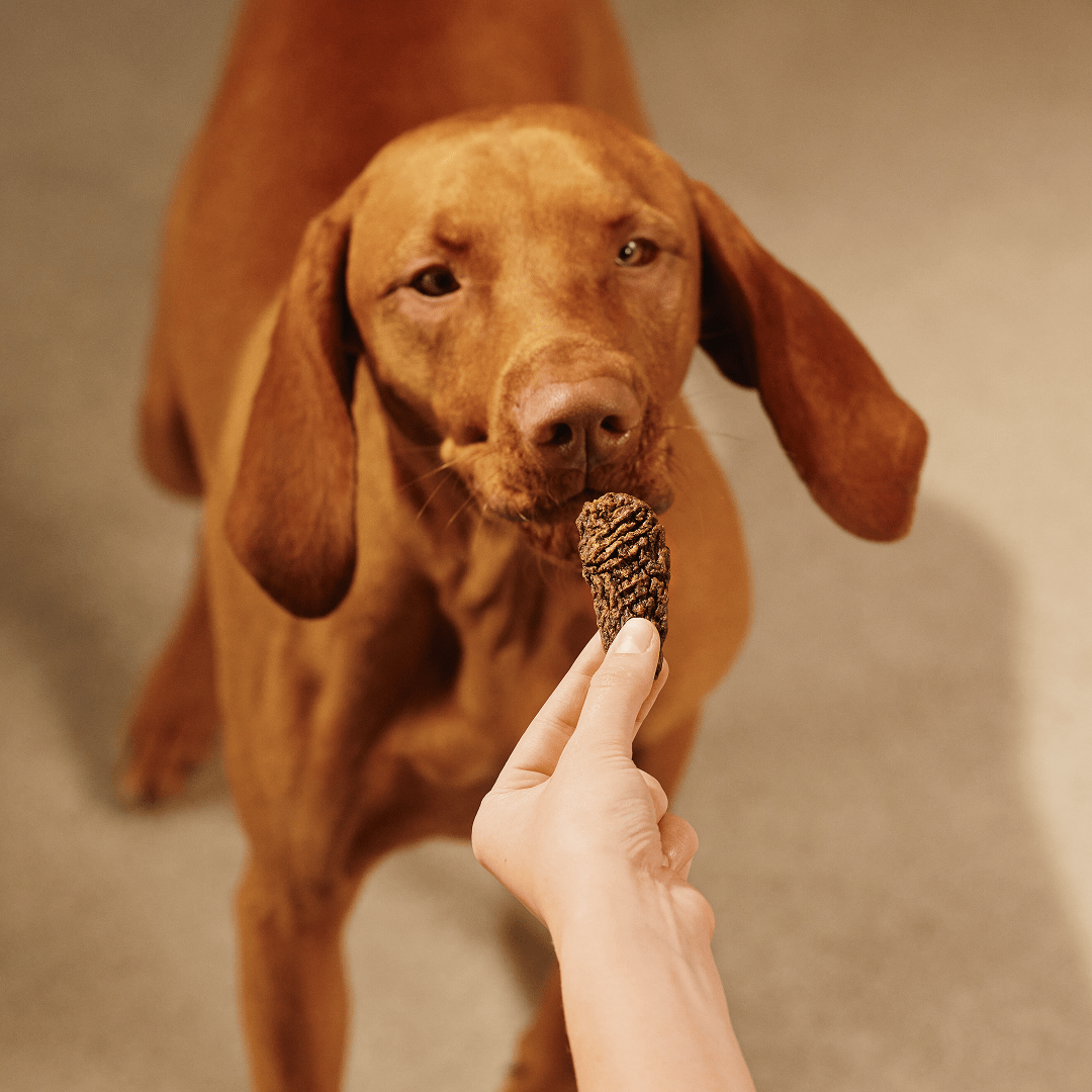 Pamlsok CARNILOVE pre dospelých psov morka a zverina jerky 100 g
