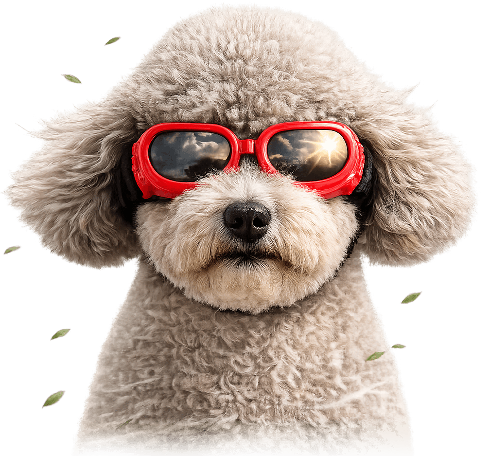 E-shop Brýle M-Pets Daytrip pro psy
