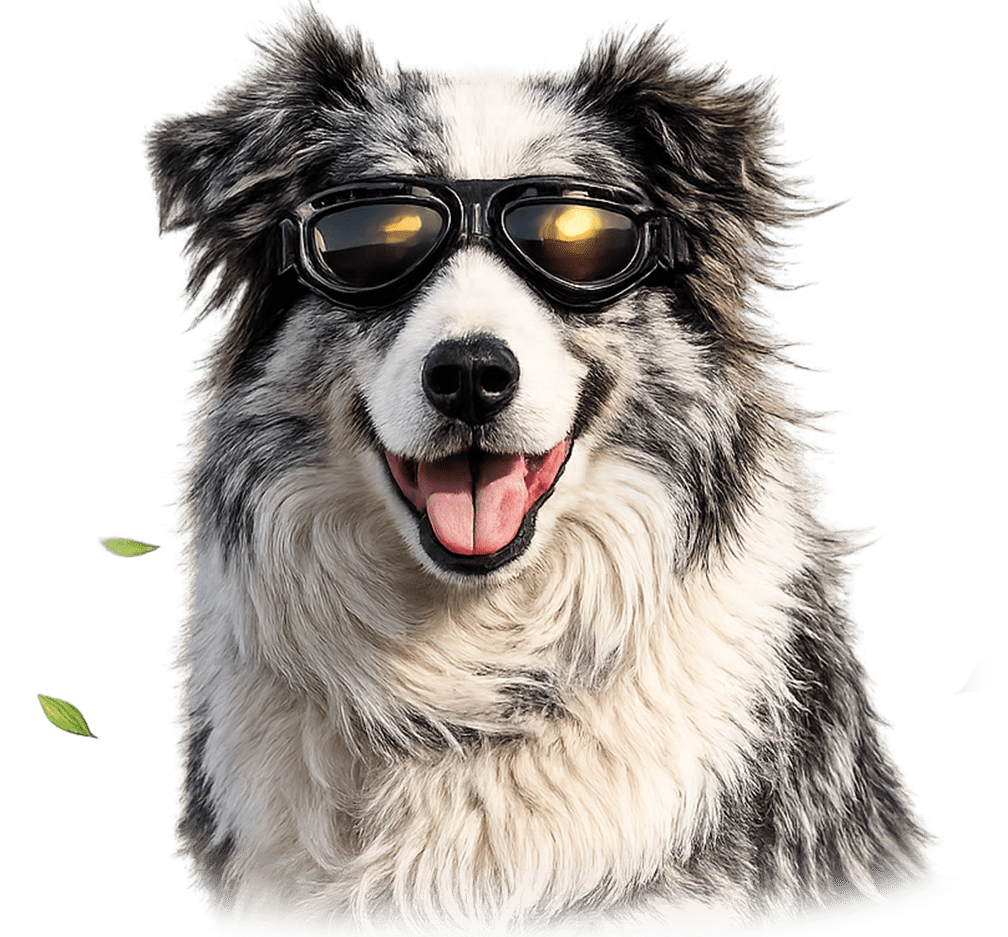 E-shop Brýle M-Pets Trailblazer pro psy